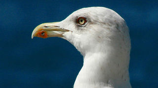 Moj galebe by Leo Banić