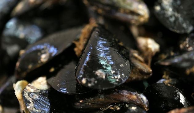 Dagnje. Photo: Ivo Cagalj/PIXSELL