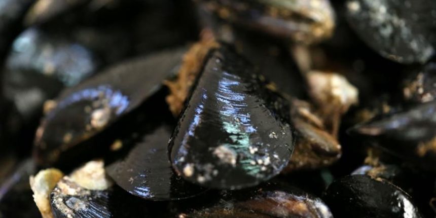 Dagnje. Photo: Ivo Cagalj/PIXSELL