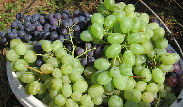 Berba grožđa (Foto: flickr.com)