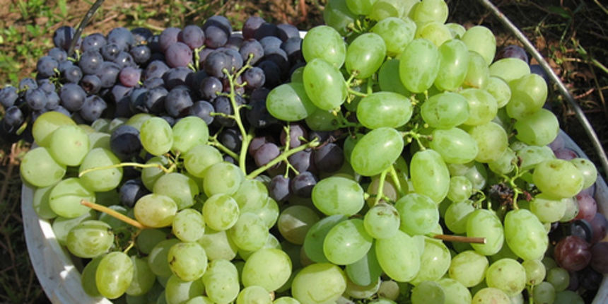 Berba grožđa (Foto: flickr.com) Berba grožđa (Foto: flickr.com)