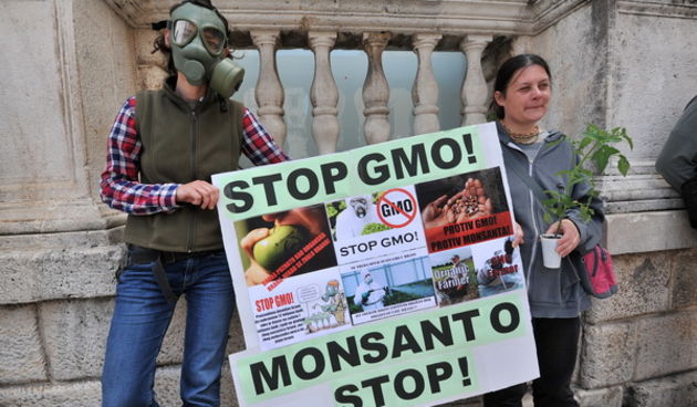 Zadar, 250513.
Nekolicina aktivista danas je na Narodnom trgu prosvjedovala protiv Monsanta, velikog proizvodjaca GMO sjemenja, pesticida itd.
Foto: Luka Gerlanc / CROPIX