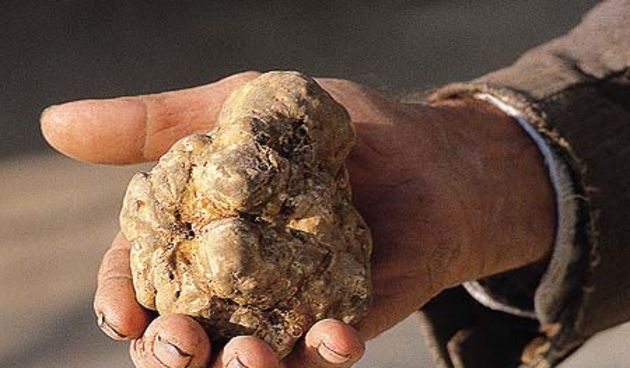 Tartuf, foto: www.istriaholiday.com