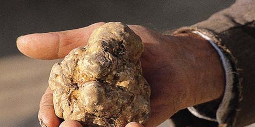 Tartuf, foto: www.istriaholiday.com