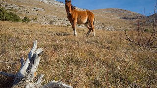 Velebitski divlji konji, Foto: Leo Banić