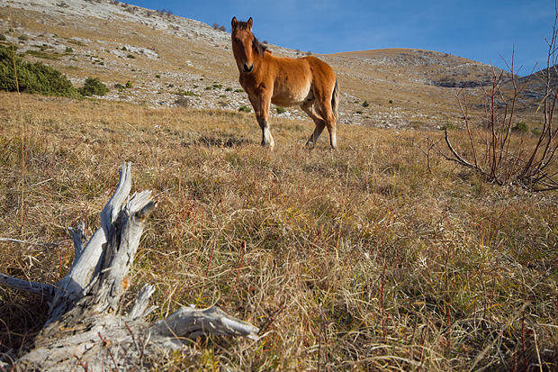 Velebitski divlji konji, Foto: Leo Banić