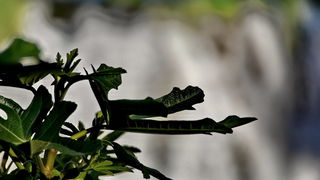Nedjeljni izlet u Nacionalni park Krka Nedjeljni izlet u Nacionalni park Krka