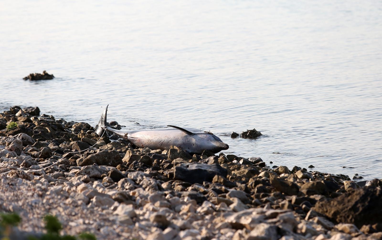 Na plaži u Zablaću pronađen uginuli dupin Na plaži u Zablaću pronađen uginuli dupin