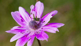 Priroda, cvijece, livada, sparoge, foto: Leo Banic