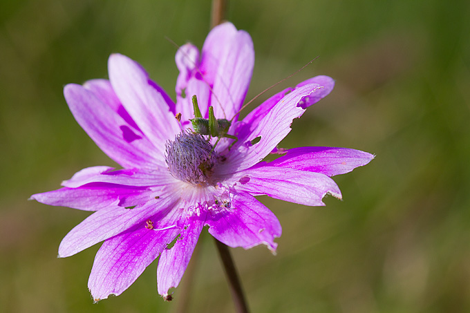 Priroda, cvijece, livada, sparoge, foto: Leo Banic