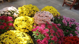 Gradska trznica uoci dana mrtvih, Foto: Mia Knezevic