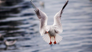 Zadarski galebovi (foto:Saša Čuka)