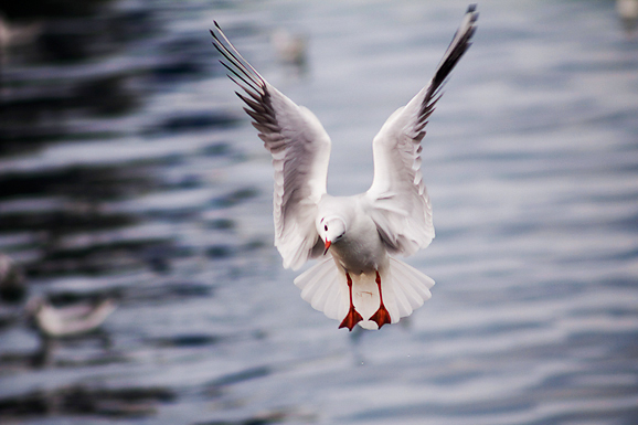 Zadarski galebovi (foto:Saša Čuka)