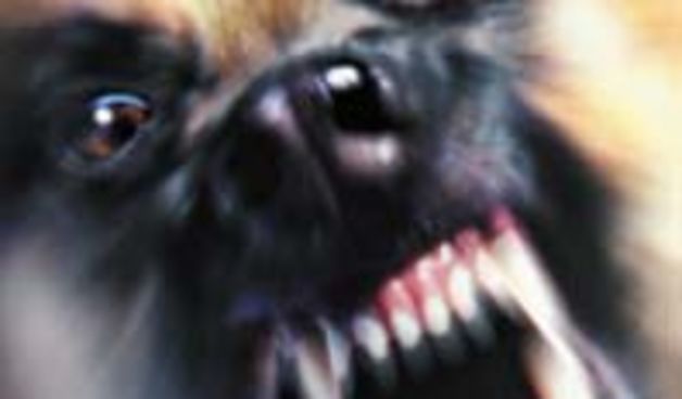 Bjesnoća (Foto: zzjz-kkz.hr)