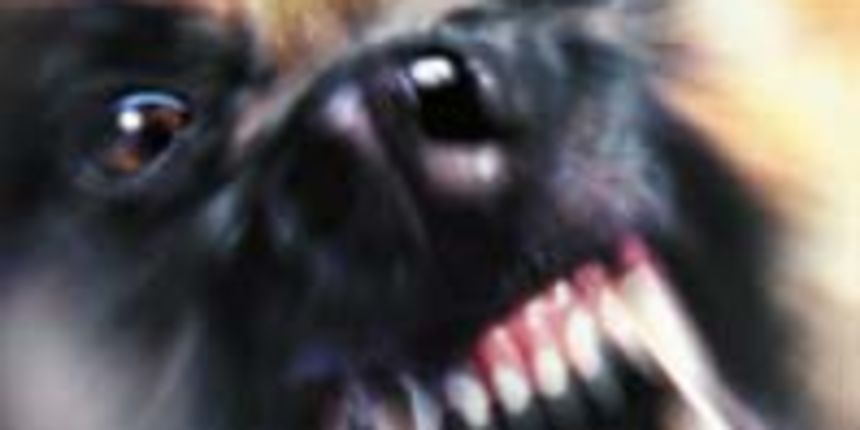 Bjesnoća (Foto: zzjz-kkz.hr) Bjesnoća (Foto: zzjz-kkz.hr)