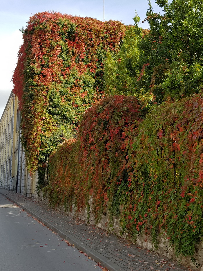 Boje zadarske jeseni. Foto: Mladen Malik