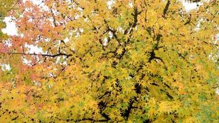 Prekrasne boje bjelovarske jeseni, Photo: Damir Špehar/PIXSELL