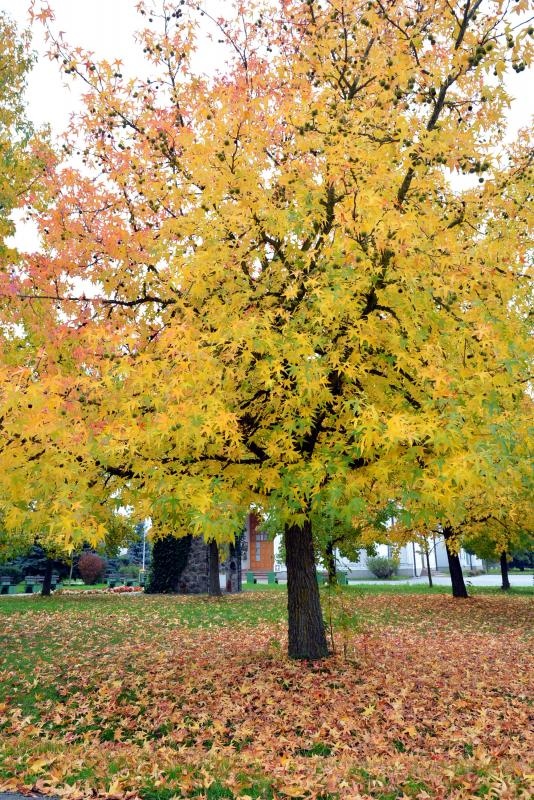 Prekrasne boje bjelovarske jeseni, Photo: Damir Špehar/PIXSELL
