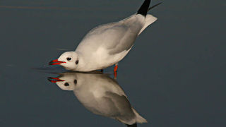 Moj galebe by Leo Banić