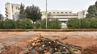 Na Bulevaru posječena stabla lipe stara 40 godina