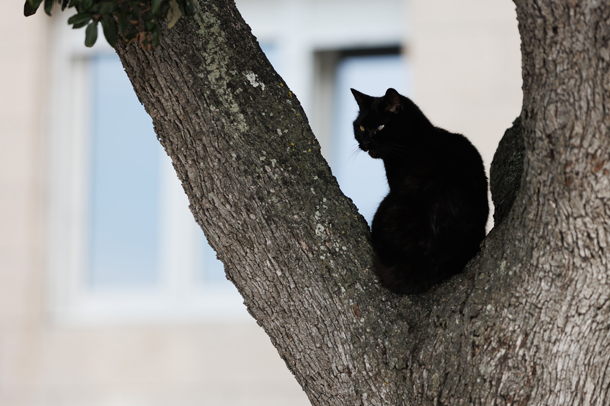 Đir po gradu, 29. siječnja 2025.