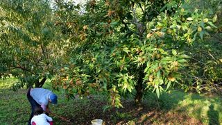 Pitomi kesten (Castanea sativa) jedan je od najprepoznatljivijih plodova jeseni. Photo: Borna Filić/PIXSELL Pitomi kesten (Castanea sativa) jedan je od najprepoznatljivijih plodova jeseni. Photo: Borna Filić/PIXSELL