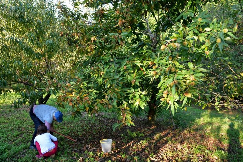 Pitomi kesten (Castanea sativa) jedan je od najprepoznatljivijih plodova jeseni. Photo: Borna Filić/PIXSELL Pitomi kesten (Castanea sativa) jedan je od najprepoznatljivijih plodova jeseni. Photo: Borna Filić/PIXSELL