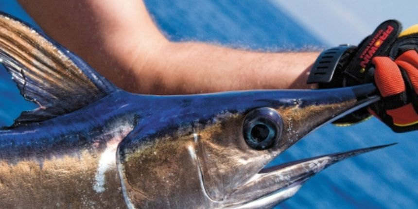 Image 378339 (auto) Image 378339 (auto)