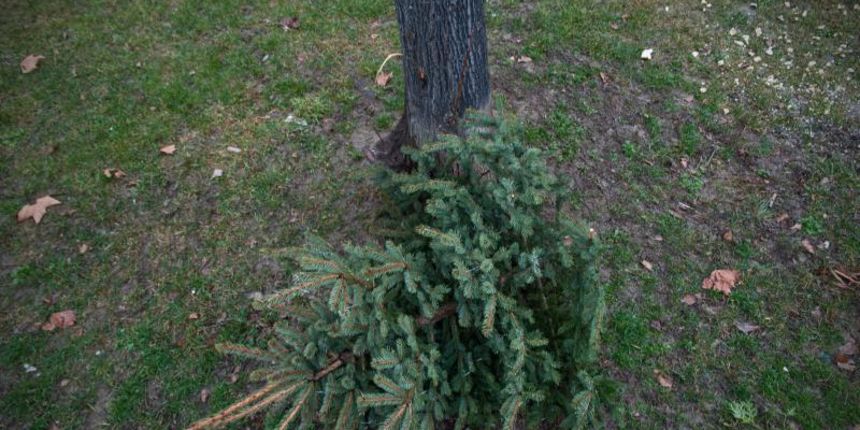 05.01.2014., Zagreb – Bozicni i novogodisnji blagdani su iza nas te je gradjanstvo polako pocelo bacati iskoristene bozicne jelke i borove. Photo: Nina Djurdjevic/PIXSELL 05.01.2014., Zagreb – Bozicni i novogodisnji blagdani su iza nas te je gradjanstvo polako pocelo bacati iskoristene bozicne jelke i borove. Photo: Nina Djurdjevic/PIXSELL