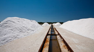 Solana Nin, berba soli, foto: Leo Banić