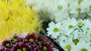 Gradska trznica uoci dana mrtvih, Foto: Mia Knezevic