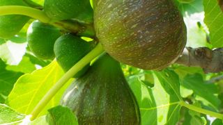 Fešta Sv. Petra u Poljani, foto: Tomislav Ivanov