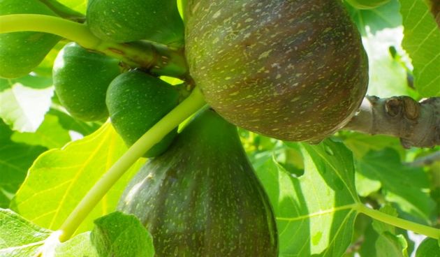 Fešta Sv. Petra u Poljani, foto: Tomislav Ivanov