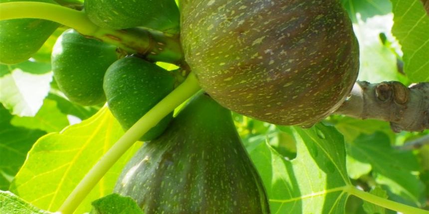 Fešta Sv. Petra u Poljani, foto: Tomislav Ivanov