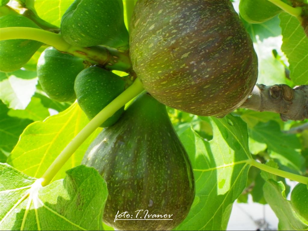 Fešta Sv. Petra u Poljani, foto: Tomislav Ivanov