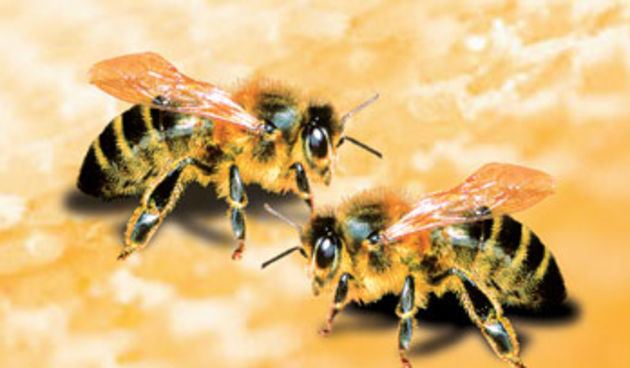 Pčele (Foto: wordpress.com)