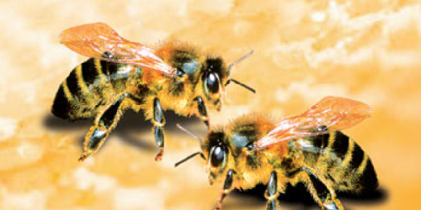 Pčele (Foto: wordpress.com)