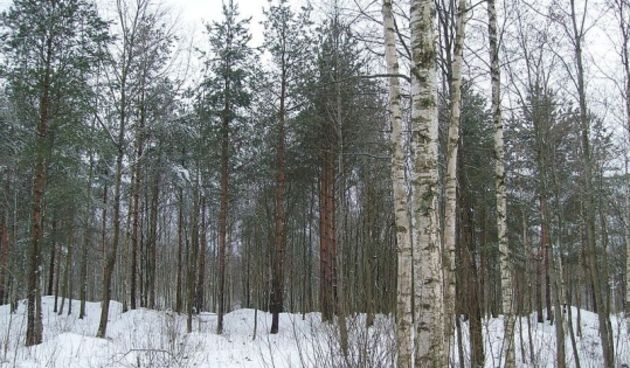 Šuma – zima (Foto: Wikipedia.com)