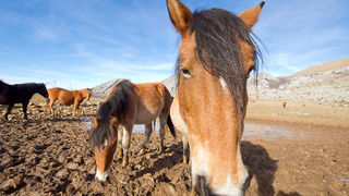 Divlji konji, foto: Leo Banić