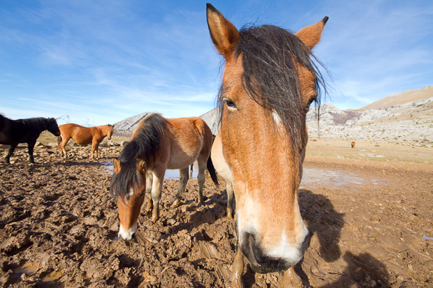 Divlji konji, foto: Leo Banić