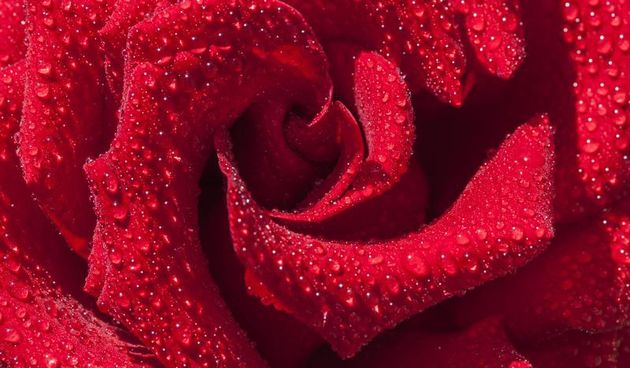 Rijeka – Ruza u cvatu prekrivena kapljicama vode. Photo: Nel Pavletic/PIXSELL