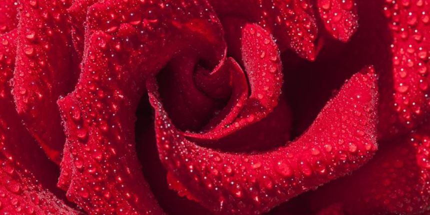 Rijeka – Ruza u cvatu prekrivena kapljicama vode. Photo: Nel Pavletic/PIXSELL