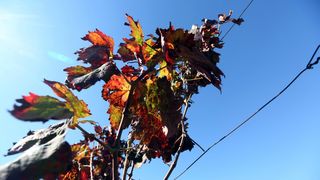Boje jeseni u vinogradu Boje jeseni u vinogradu