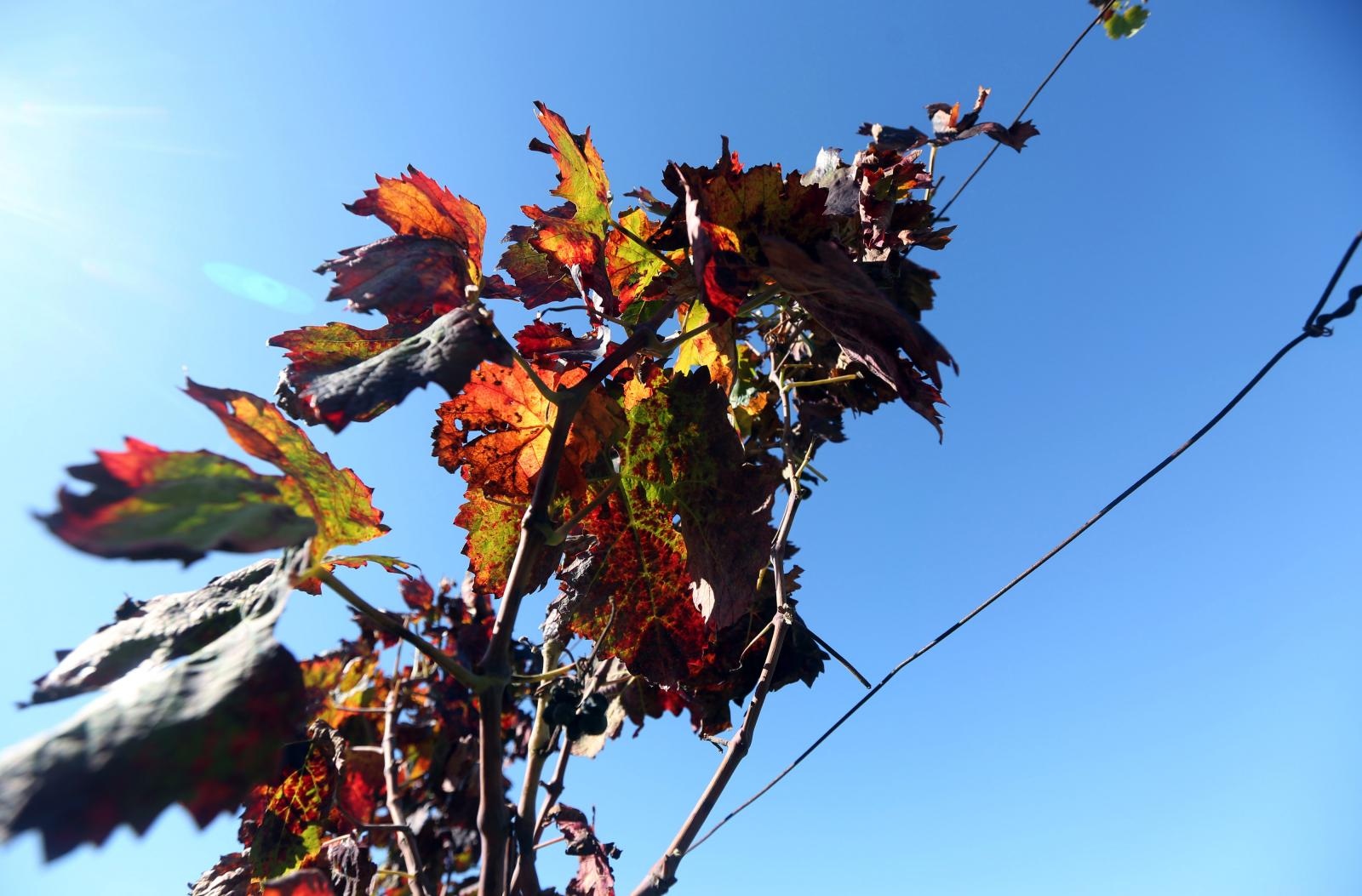 Boje jeseni u vinogradu Boje jeseni u vinogradu