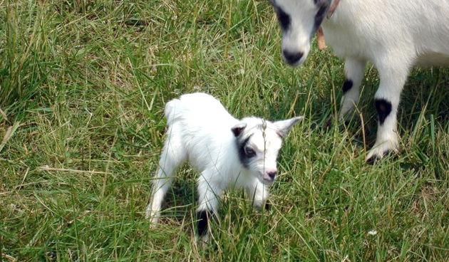 Kozlic, Foto: medioteka.hr