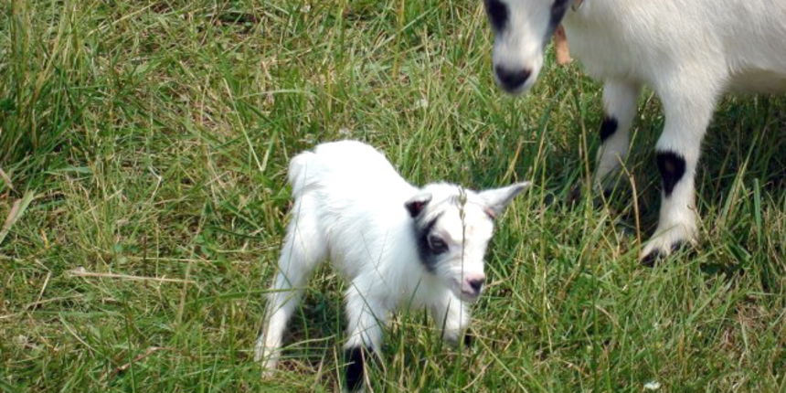 Kozlic, Foto: medioteka.hr Kozlic, Foto: medioteka.hr