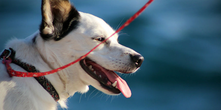 Đir po gradu 1. kolovoza 2011. pas, doggy (foto:Saša Čuka) Đir po gradu 1. kolovoza 2011. pas, doggy (foto:Saša Čuka)