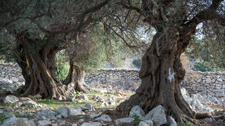 Berba maslina u Lunu, foto: V. Pesic