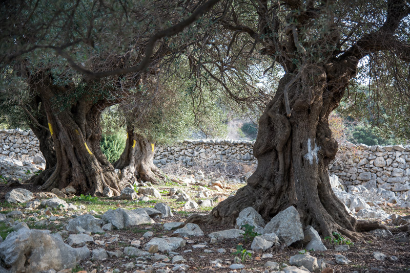 Berba maslina u Lunu, foto: V. Pesic