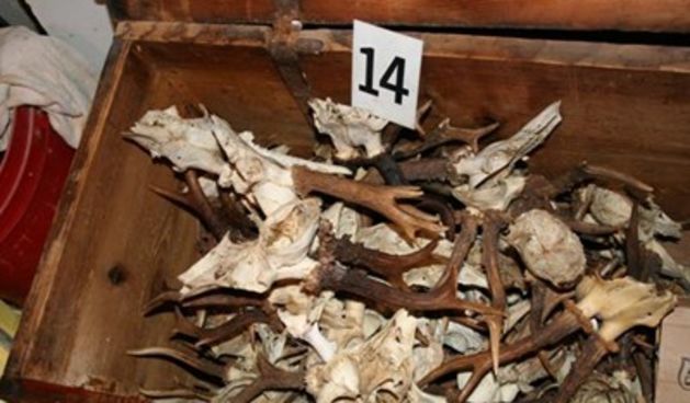 Životinjske lubanje (Foto: Tportal.hr)